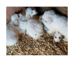 One females and 3 males beautiful Great Pyrenees Mountain Dog mix puppies
