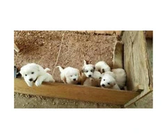 One females and 3 males beautiful Great Pyrenees Mountain Dog mix puppies - 3