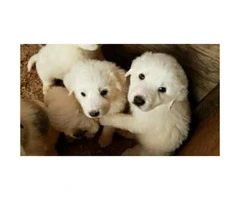 One females and 3 males beautiful Great Pyrenees Mountain Dog mix puppies - 4