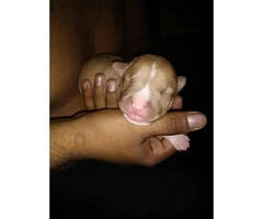 American red nose pitbull puppies - 4