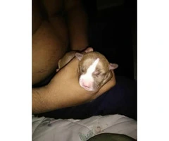 American red nose pitbull puppies - 7