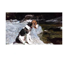 7 months old Beagle puppy for sale - 1