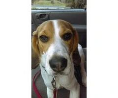 7 months old Beagle puppy for sale - 2