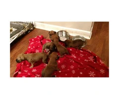 Boxer puppies 3 males and 1 female