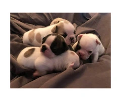 French Bulldog Puppies - Two Males & Three Females - 2