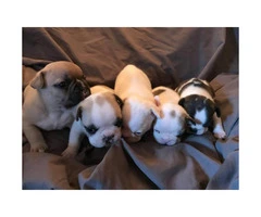 French Bulldog Puppies - Two Males & Three Females - 3