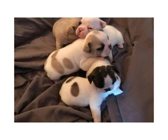 French Bulldog Puppies - Two Males & Three Females - 11