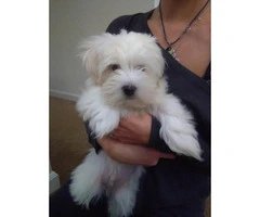 White Maltese puppy 12 weeks old - 3