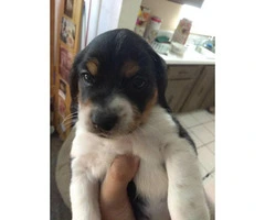 Pocket size beagle puppies - 2 gorgeous male puppies left - 2