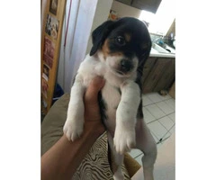 Pocket size beagle puppies - 2 gorgeous male puppies left - 3