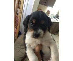Pocket size beagle puppies - 2 gorgeous male puppies left - 4