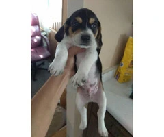 Pocket size beagle puppies - 2 gorgeous male puppies left - 5