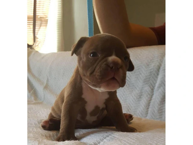 American Bully Puppies - 2 males and 4 females available in ...