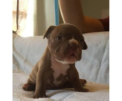American Bully Puppies - 2 males and 4 females available