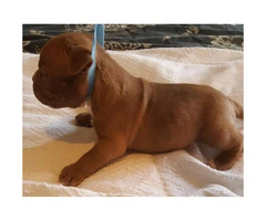 American Bully Puppies - 2 males and 4 females available - 2