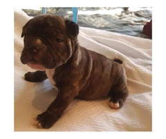 American Bully Puppies - 2 males and 4 females available - 3