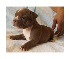 American Bully Puppies - 2 males and 4 females available - 4