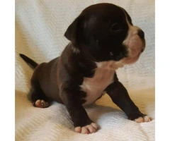 American Bully Puppies - 2 males and 4 females available - 5