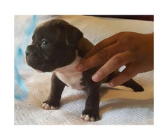 American Bully Puppies - 2 males and 4 females available - 6