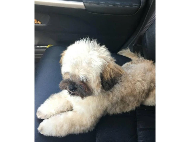 Cute Peekapoo puppy for sale - 3/10