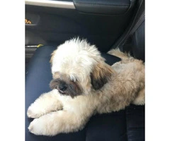 Cute Peekapoo puppy for sale - 3