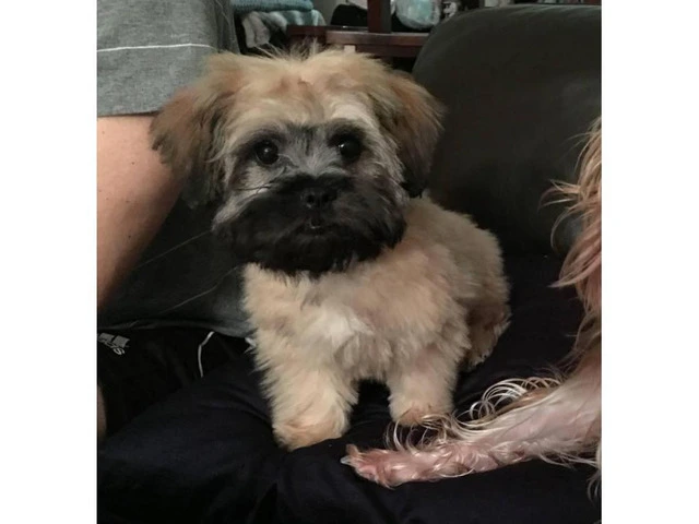 Cute Peekapoo puppy for sale - 6/10