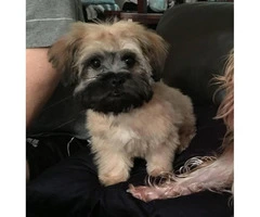 Cute Peekapoo puppy for sale - 6