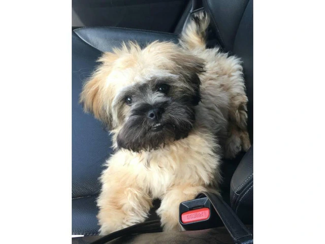 Cute Peekapoo puppy for sale - 8/10