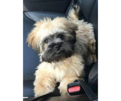 Cute Peekapoo puppy for sale - 8