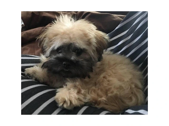 Cute Peekapoo puppy for sale - 9/10