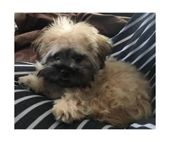 Cute Peekapoo puppy for sale - 9