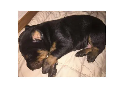 Black and Tan Akc Doberman Pinscher