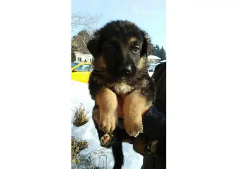 German shepherd puppies full breed 2 males and 1 females left