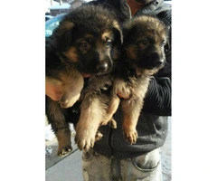 German shepherd puppies full breed 2 males and 1 females left - 5