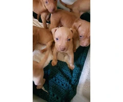 High quality red nose pups - 1