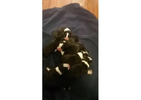 7 boston terrier puppies available