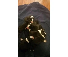 7 boston terrier puppies available