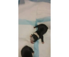 7 boston terrier puppies available - 2