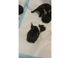 7 boston terrier puppies available - 3