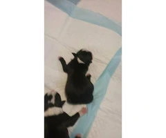 7 boston terrier puppies available - 4