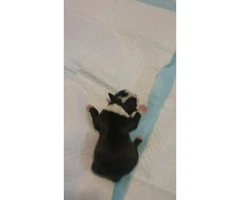 7 boston terrier puppies available - 5