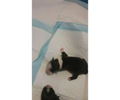 7 boston terrier puppies available - 7