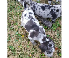 Catahoula Cur Puppies for sale - 4 Ready to Go