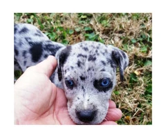 Catahoula Cur Puppies for sale - 4 Ready to Go - 2