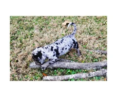 Catahoula Cur Puppies for sale - 4 Ready to Go - 3