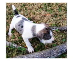 Catahoula Cur Puppies for sale - 4 Ready to Go - 4
