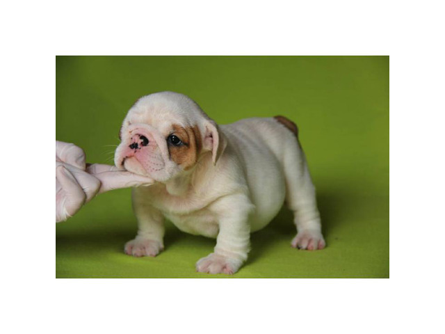English bulldog puppies for sale in Winter Park, Florida ...