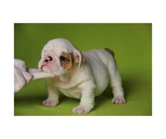 English bulldog puppies for sale - 2
