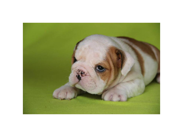 English bulldog puppies for sale in Winter Park, Florida