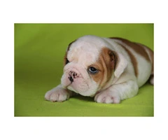 English bulldog puppies for sale - 3